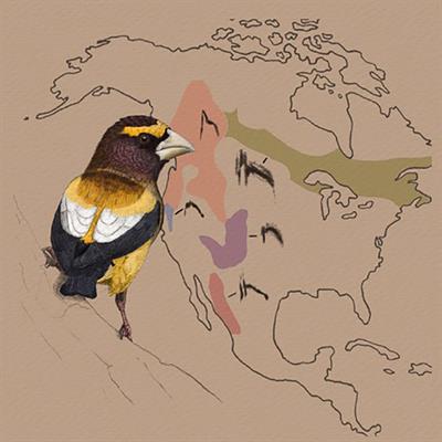 Flight calls and trills of Evening Grosbeaks can be used to map movements and ranges of call types 1 and 2